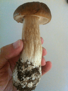 https://www.swedishfreak.com/wp-content/uploads/2011/11/mushroom1.png